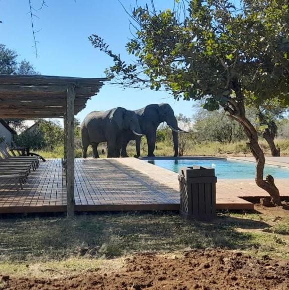 Honeyguide Tented Safari Camp - Khoka Moya Manyeleti Game Reserve Zewnętrze zdjęcie
